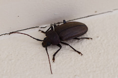 Olethrius scabripennis