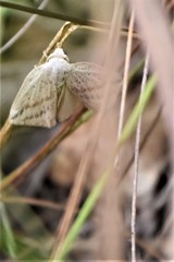 Amolita obliqua