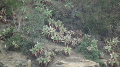 Bulbine latifolia latifolia