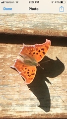 Polygonia interrogationis