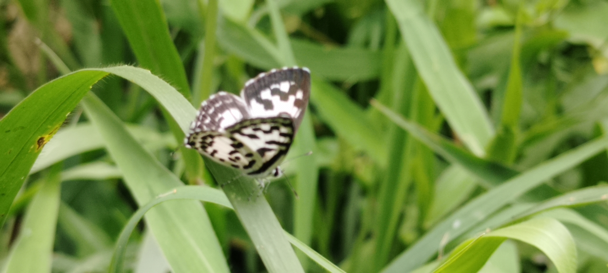 Common Pierrot