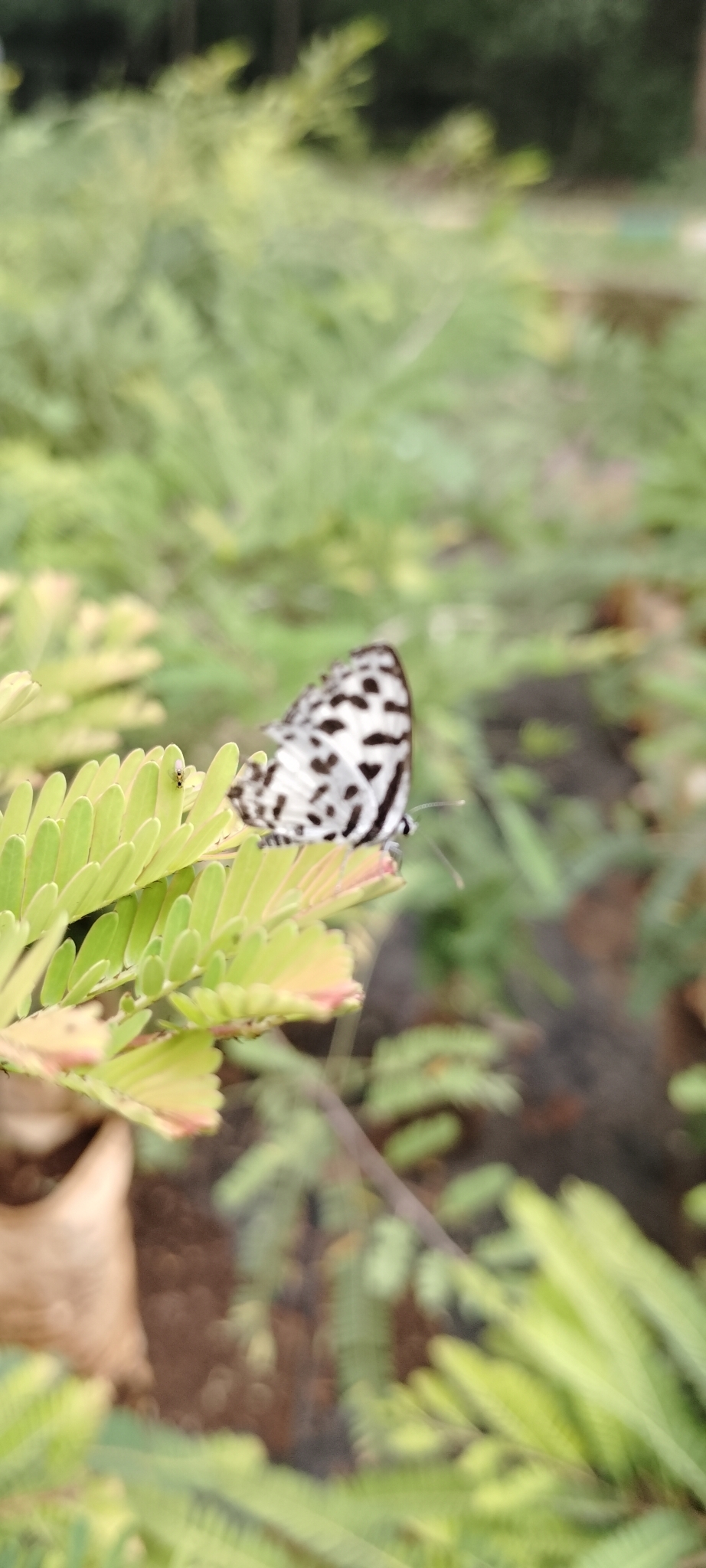 Common Pierrot