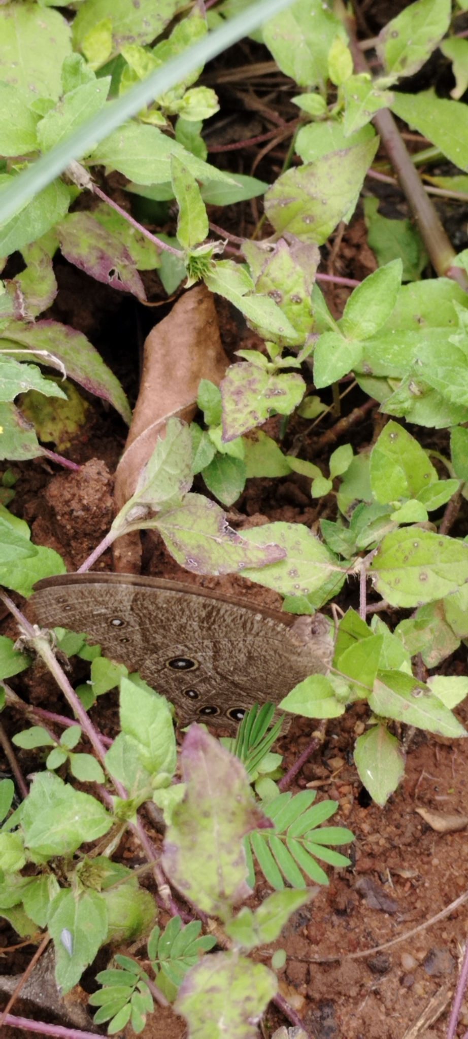 Common Evening Brown