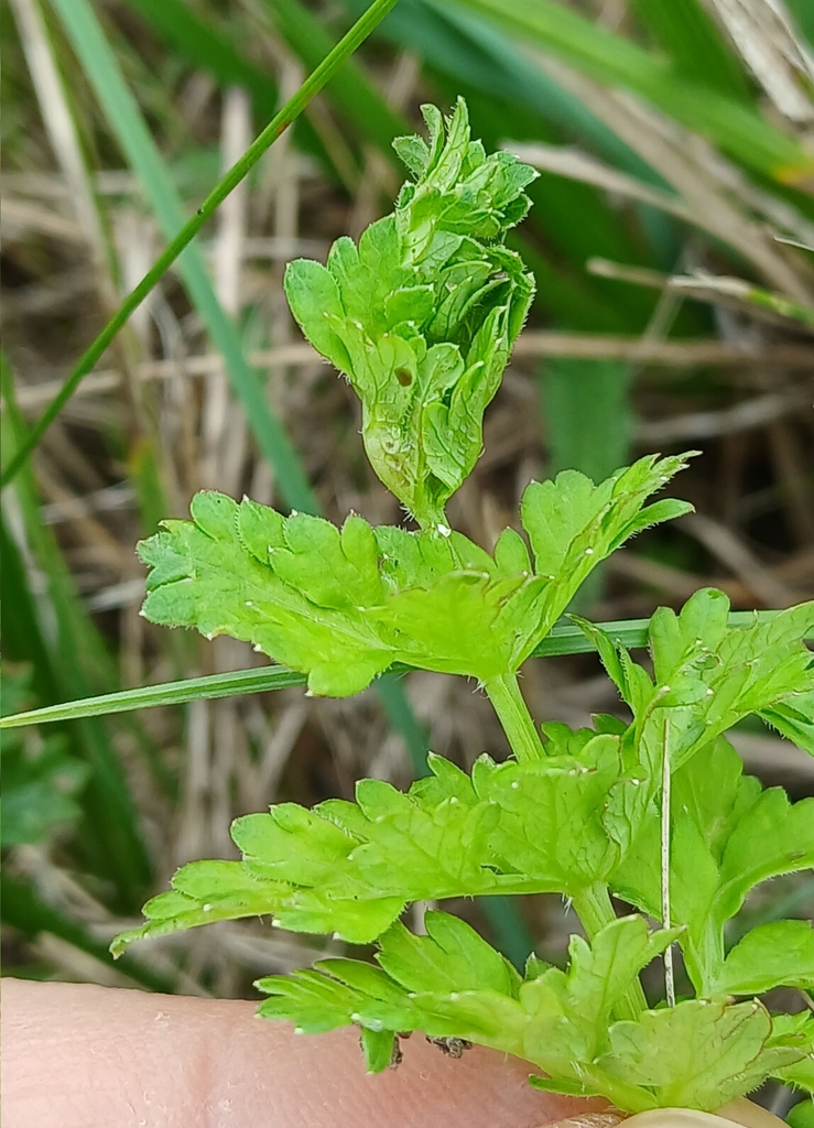 Jaapiella dittrichi