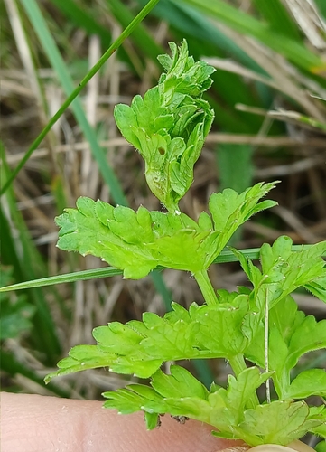 Jaapiella dittrichi