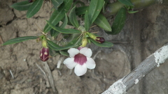Pachypodium bispinosum