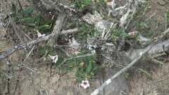 Pachypodium bispinosum