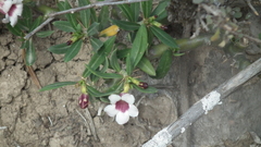Pachypodium bispinosum