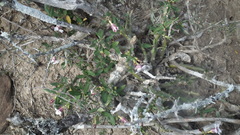Pachypodium bispinosum