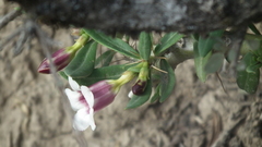 Pachypodium bispinosum