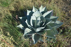Agave parrasana