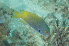 Pomacentrus nigromarginatus
