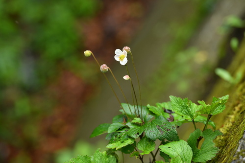 grape-leaved windflower (Eriocapitella vitifolia)