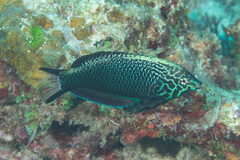Black Leopard Wrasse photo 3