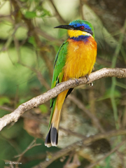 Merops lafresnayii