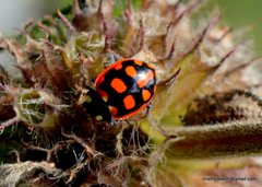 Coccinella luteopicta