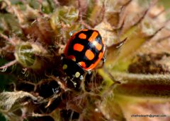 Coccinella luteopicta