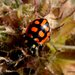 Coccinella luteopicta - Photo (c) Chief RedEarth, some rights reserved (CC BY-NC-ND), uploaded by Chief RedEarth