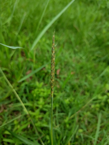 Ischaemum barbatum observed 2025-07-28