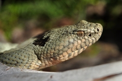 Crotalus lepidus klauberi