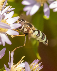 Megasyrphus laxus image
