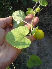 Cucumis melo agrestis
