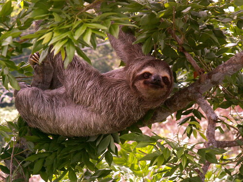 (c) JR Ferrer-Paris, some rights reserved (CC BY)