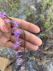 Liatris tenuifolia