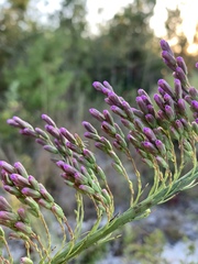 Liatris tenuifolia