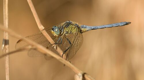 Keeled Skimmer