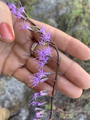 Liatris tenuifolia