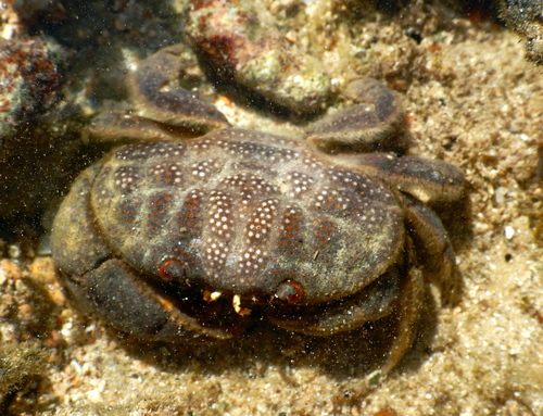 Actaeodes