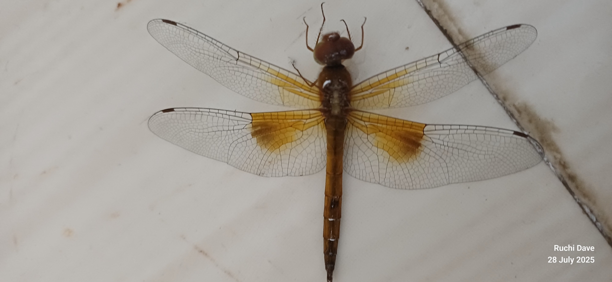 Coral-Tailed Cloudwing