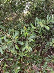 Pyracantha koidzumii