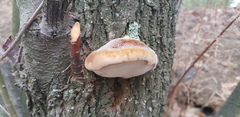 Inocutis tamaricis