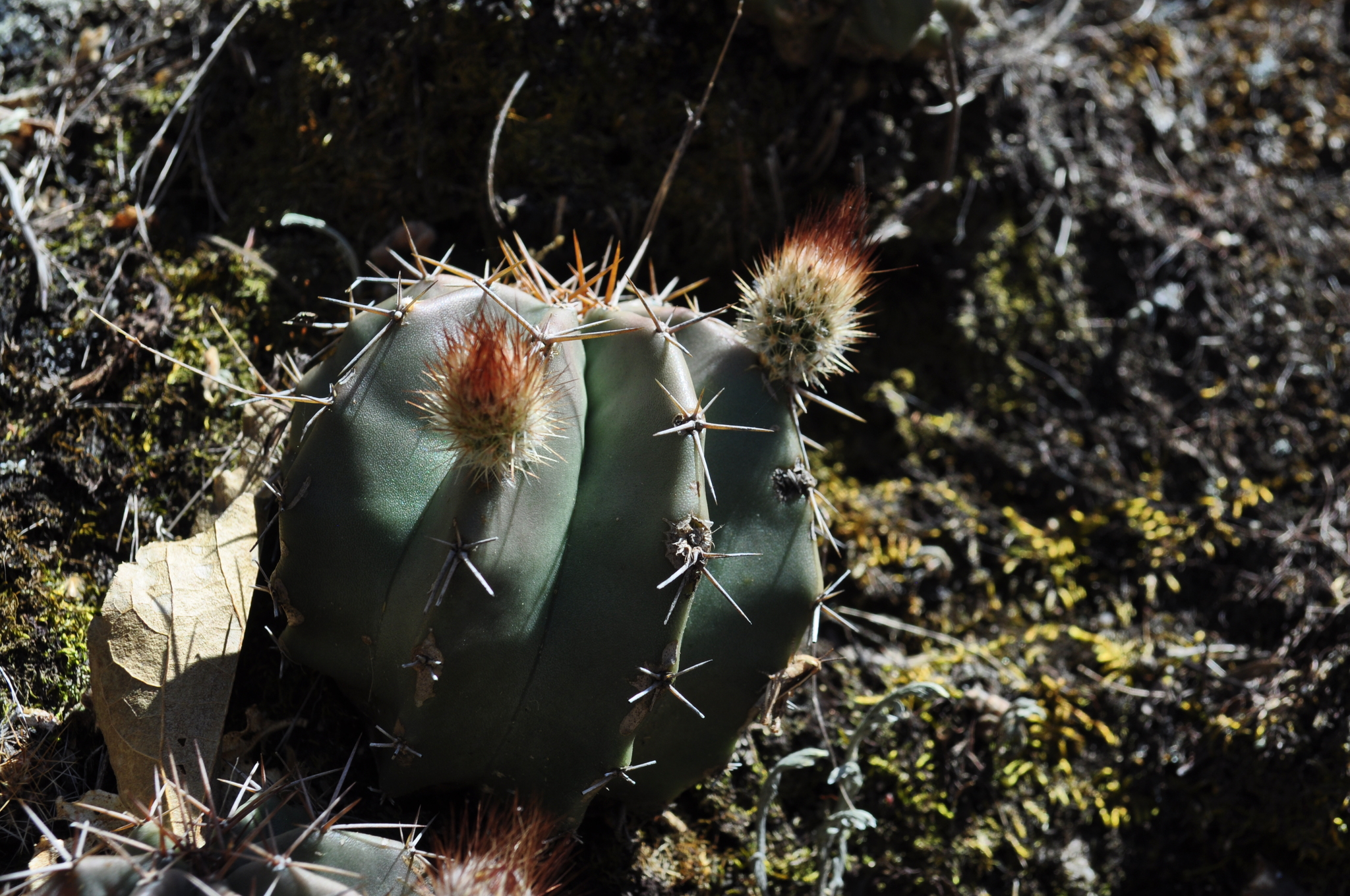 Echinocereus subinermis ssp. subinermis