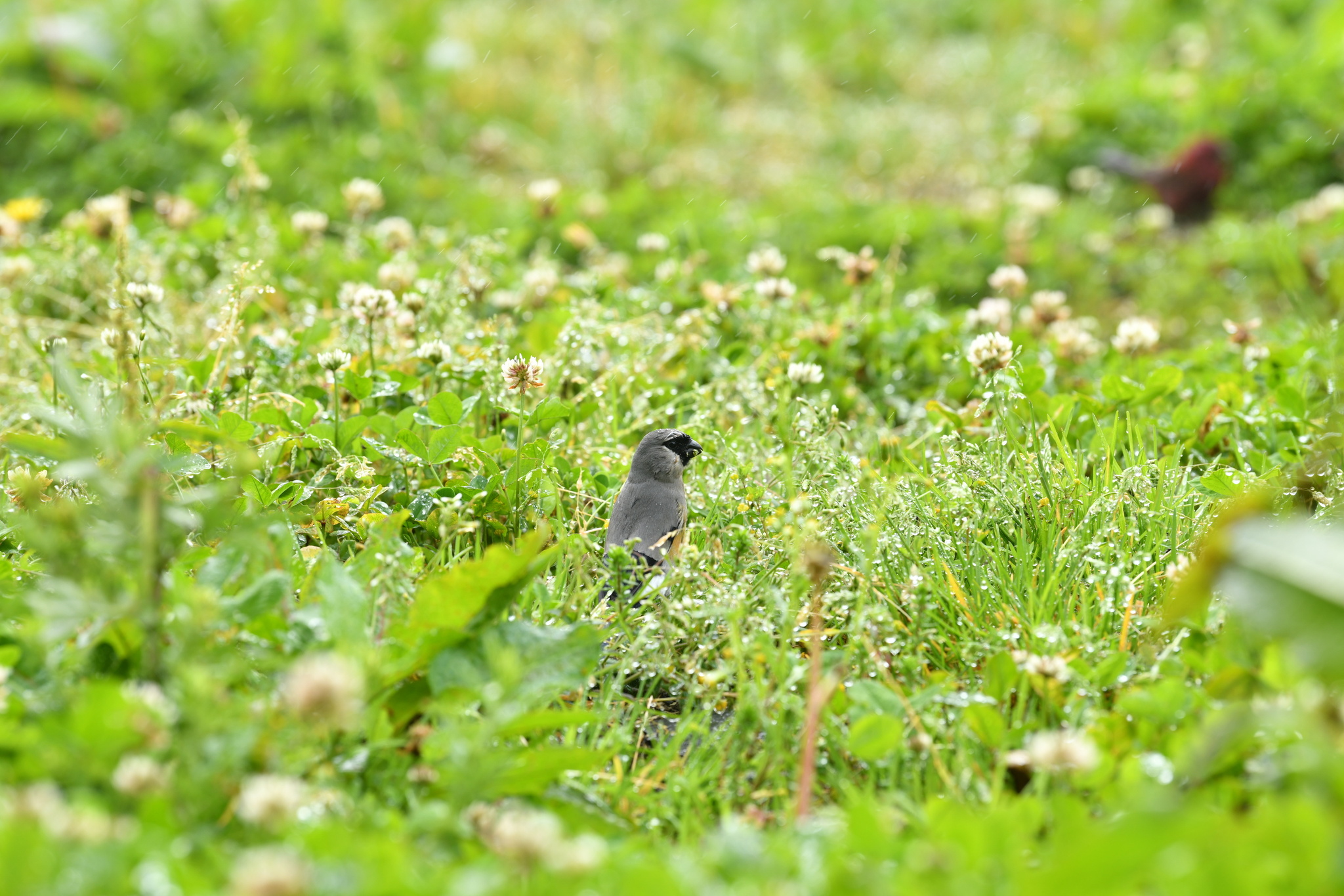 Taiwan Bullfinch (Pyrrhula owstoni), photo 10