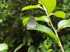 Strephonota tephraeus