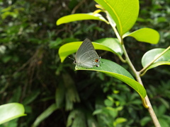 Strephonota tephraeus