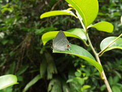 Strephonota tephraeus