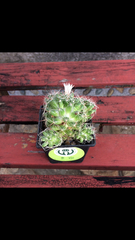 Mammillaria decipiens