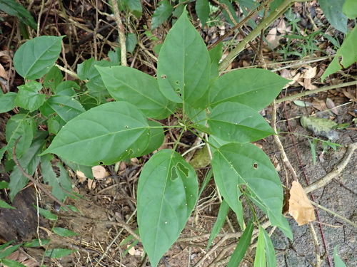 Clerodendrum lindleyi iNat (2)