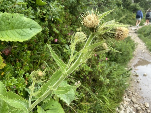 Cirsium carniolicum, photograph 5