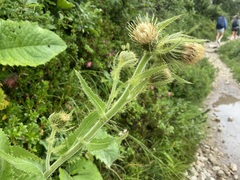 Cirsium carniolicum, photograph (c) Joss Carr, some rights reserved (CC BY)
