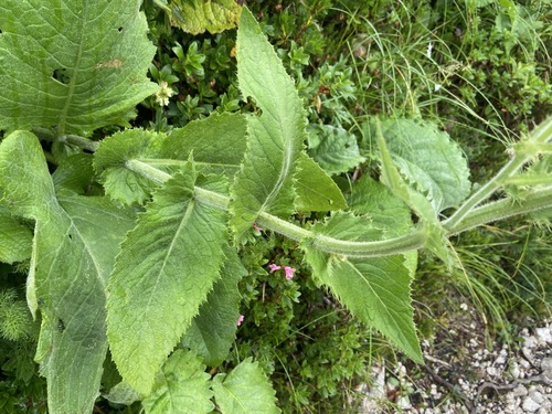 Cirsium carniolicum, photograph 6