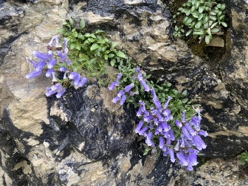 Favratia zoysii, photograph 5