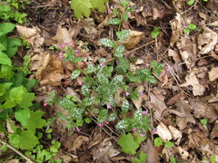 Pulmonaria saccharata
