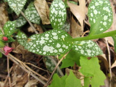 Pulmonaria saccharata