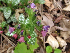 Pulmonaria saccharata