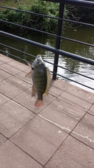 Oreochromis niloticus